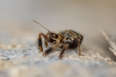 Apiomerus californicus