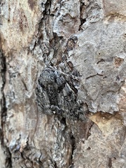 Catocala lacrymosa