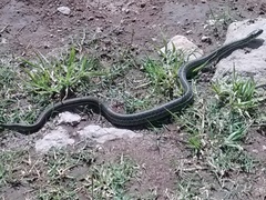 Thamnophis eques
