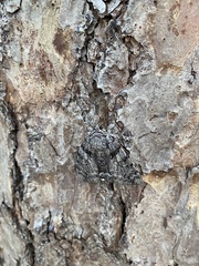 Catocala lacrymosa
