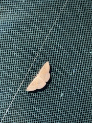 Cyclophora dataria
