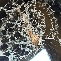 Zosis geniculata