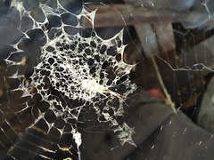Zosis geniculata