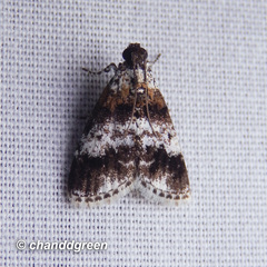 Salma ridiculalis