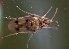 Anomalomyia guttata