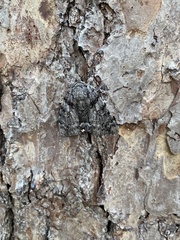 Catocala lacrymosa