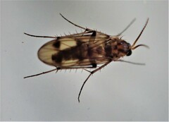 Anomalomyia guttata