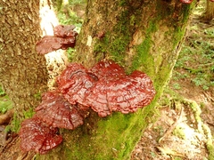 Ganoderma valesiacum