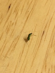 Nesidiocoris