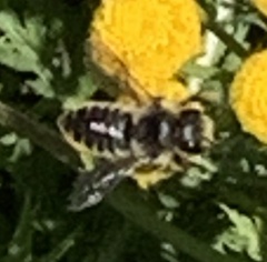 Megachile relativa