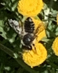 Megachile relativa