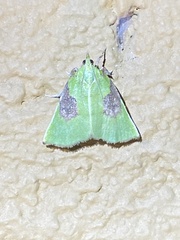 Paramacna arnea