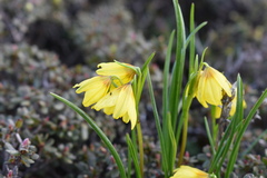 Gagea flavonutans