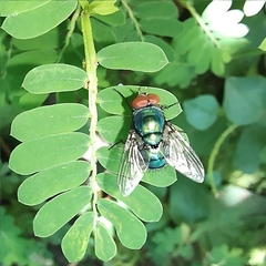 Chrysomya megacephala