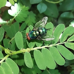 Chrysomya megacephala