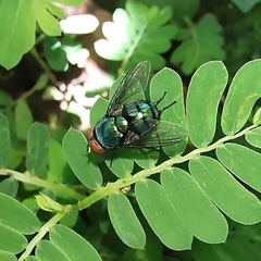 Chrysomya megacephala