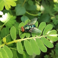 Chrysomya megacephala