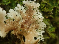 Pseudocyphellaria multifida