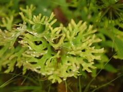 Pseudocyphellaria multifida
