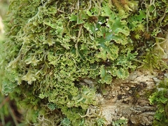 Pseudocyphellaria multifida