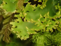 Pseudocyphellaria multifida