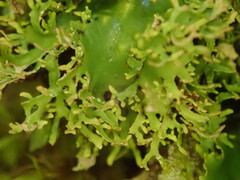 Pseudocyphellaria multifida