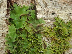 Pseudocyphellaria multifida