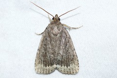 Amphipyra glabella