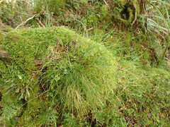 Carex lectissima