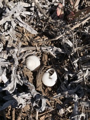 Helminthoglypta ayresiana