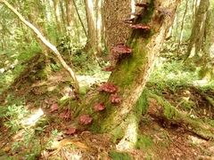 Ganoderma valesiacum