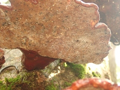Ganoderma valesiacum