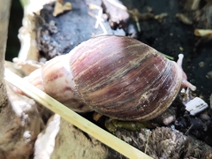 Lissachatina fulica