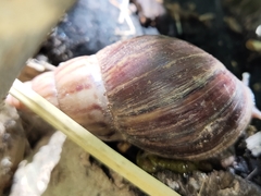 Lissachatina fulica