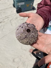 Strongylocentrotidae