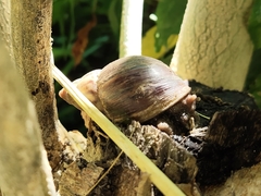 Lissachatina fulica