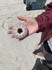 Strongylocentrotidae