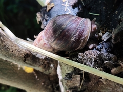 Lissachatina fulica