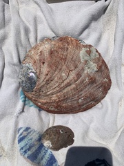 Haliotis kamtschatkana