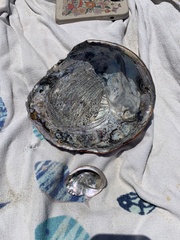 Haliotis kamtschatkana