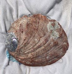 Haliotis kamtschatkana