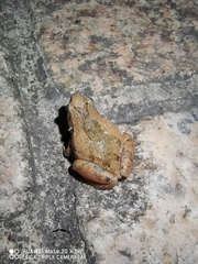 Microhyla fissipes