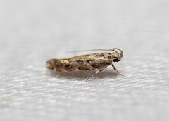 Otonoma anemois