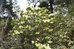 Rhododendron campylocarpum