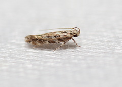 Otonoma anemois