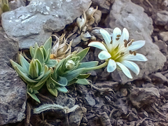 Stellaria americana