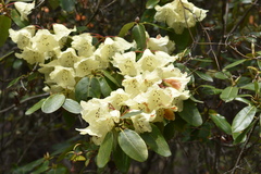 Rhododendron campylocarpum