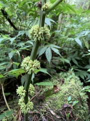 Paraphlomis javanica