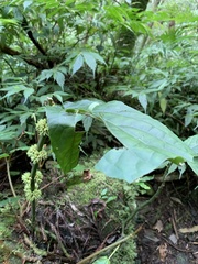 Paraphlomis javanica