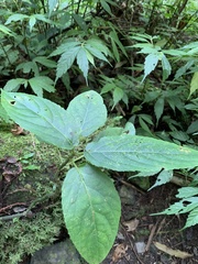 Paraphlomis javanica